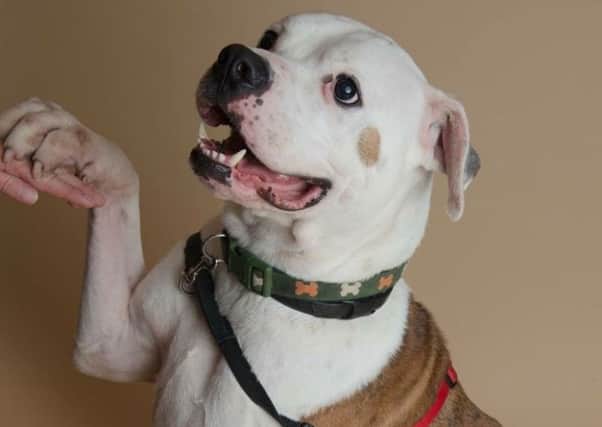 Dudley the American bulldog who was found emaciated but is now back to his normal weight