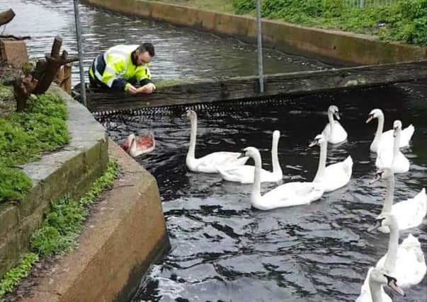 Swan rescue at Princes Park, Eastbourne SUS-170329-112602001