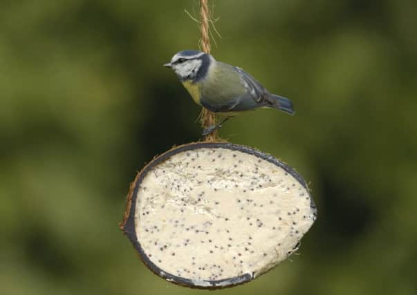 Blue tit Parus caeruleus, on RSPB coconut treat feeder. Chris Gomersall (rspb-images.com)