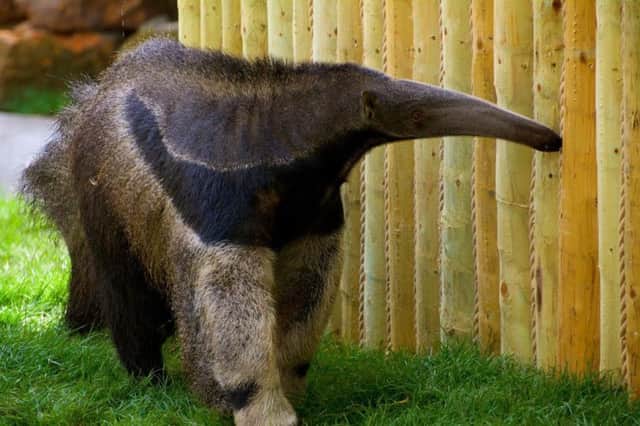 Oli the giant anteater is settling in well