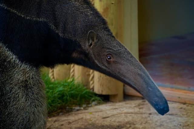 Giant anteaters can eat up to 35,000 ants and termites a day!