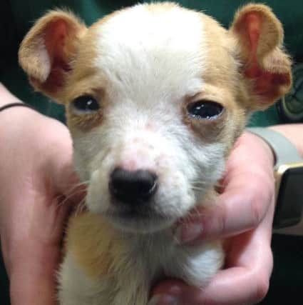 Abandoned puppy found in Bognor. Pic: AlphaPet