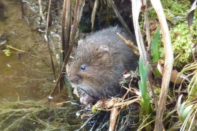 It is hoped, with time, the rare water vole may extend its range to this site. Picture: Joan North