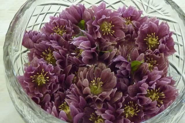 A bowl of hellebores. Picture: Sid Shearing