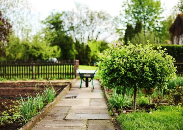 Top tips on planting new trees near your home