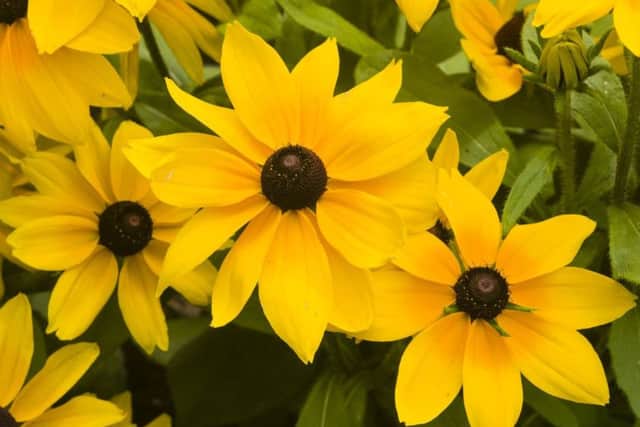 Black Eyed Susan, Rudbeckia hirta, yellow flowers