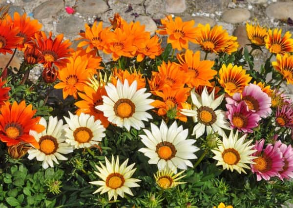 Orange and white Gazania rigens aka Trailing Gazania flowers SUS-170604-101637001