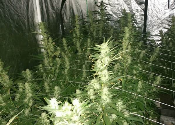 Officers found 28 cannabis plants at the property in Birdham Road, Chichester. Photo from Sussex Police