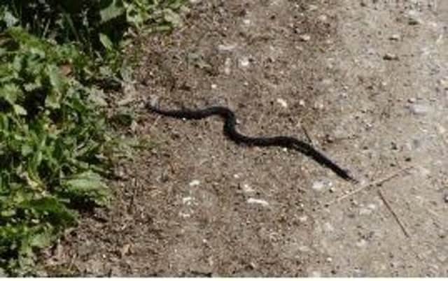 Black adder spotted in Friston Forest SUS-171004-115845001
