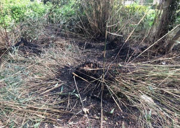 The burnt bamboo in Hotham Park. Pic: Arun Parks and Greenspaces