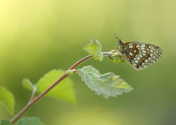 A Heath Fritillary. Photo: Will Langdon, Butterfly Conservation