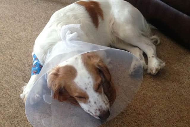 Rueben the spaniel after the hit and run incident