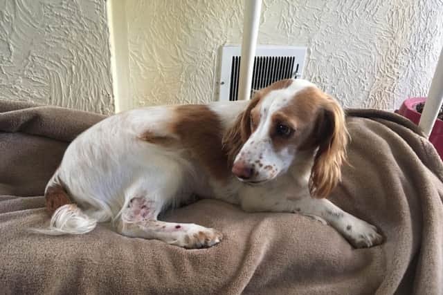 Rueben the spaniel after the hit and run incident
