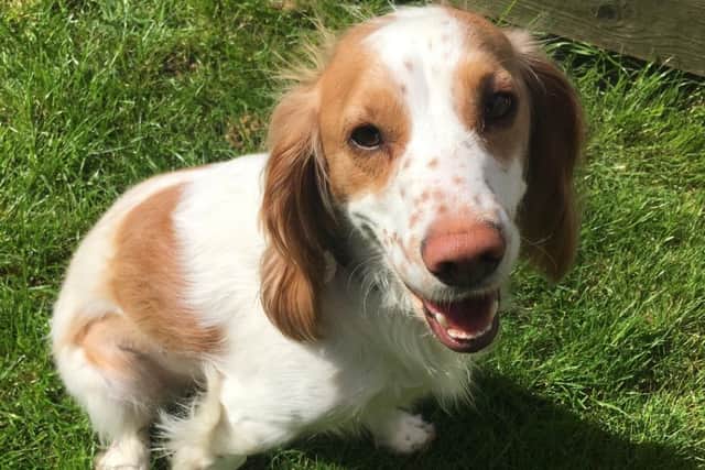 Rueben the spaniel is recovering after the hit-and-run incident