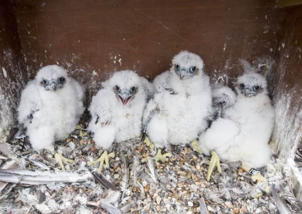 All four chicks fledged successfully last year and another four eggs have been laid. Photo Luke Dray. SUS-161130-133910001