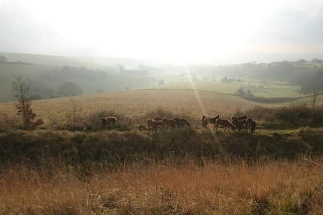 Ponies looking south over the ramparts. Picture: Amy Simmons