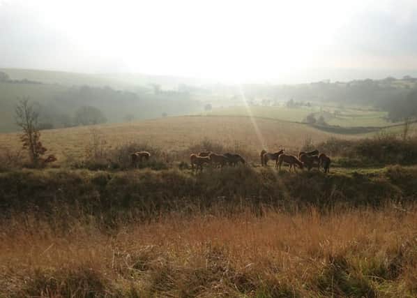 Ponies looking south over the ramparts. Picture: Amy Simmons