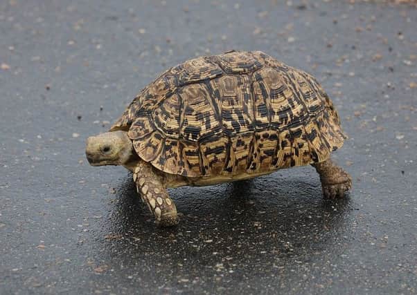 A tortoise was reported to be causing chaos on the A24 yesterday morning SUS-170426-133122001