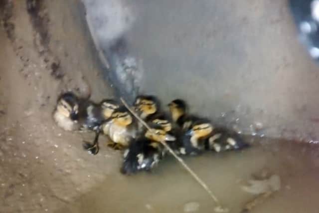 The nine ducklings were rescued from the drain on Saturday. Pictures: RSPCA