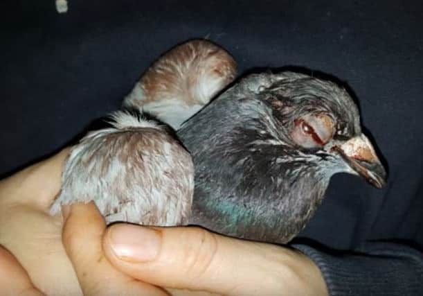 The pigeon's right eye was severely bruised and swollen after the attack. Picture: WRAS