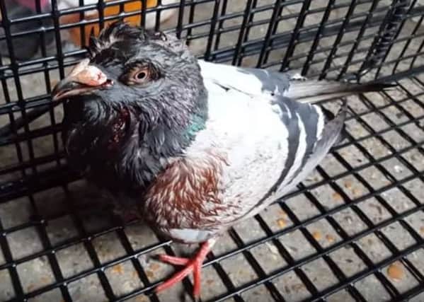 The pigeon was bloodied and bruised after the attack. Picture: WRAS