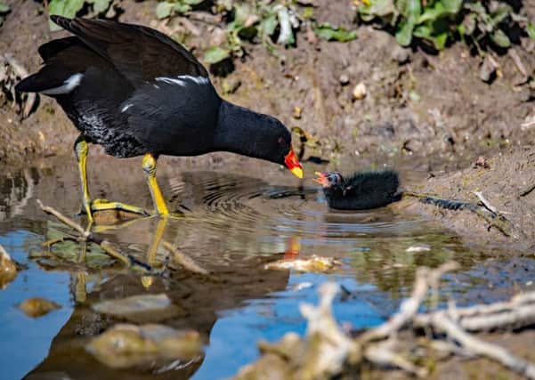 A moorhen with its baby. Picture: Mike Doyle
