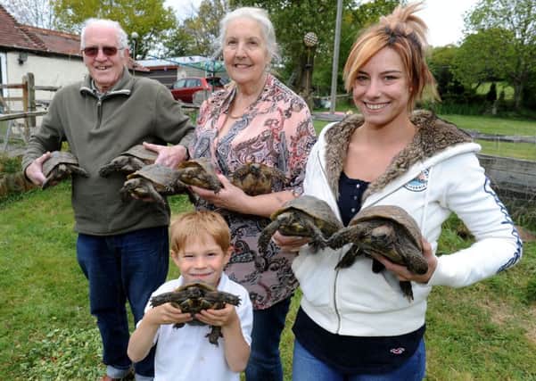 Frances Russell,  her husband Michael, grandaughter Jasmine Divitto and great grandson Billy Green with their eight pet tortoises. Photo Steve Robards