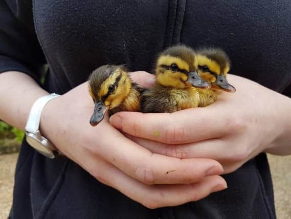 Some of the rescued ducklings