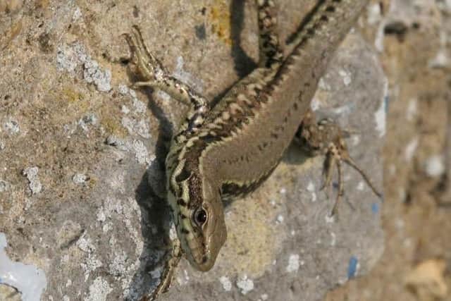 Have you seen a wall lizard like this? SUS-170905-120129001