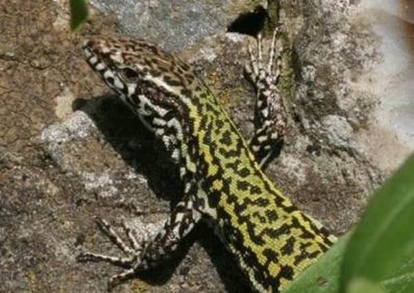 Wall lizards are non-native species from the European continent SUS-170905-120150001