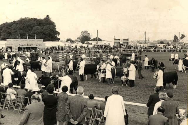 A cattle parade in 1969
