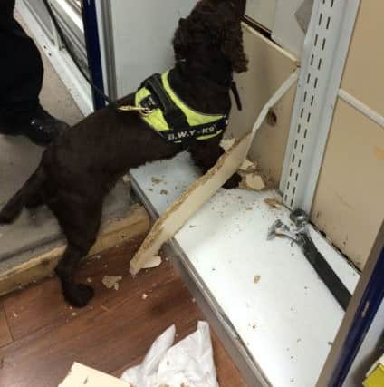 Yoyo the sniffer dog at the premises. Picture: West Sussex County Council