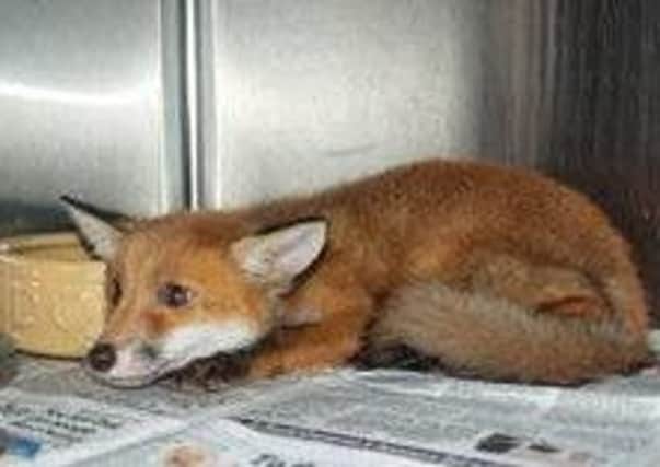 Orphaned fox cubs reunited with their lost brother SUS-171005-142217001