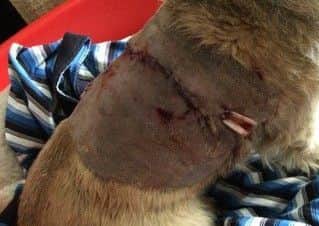 Dianne and Tony's dog Poppy required stitches after the dog attack. Picture: Dianne Few