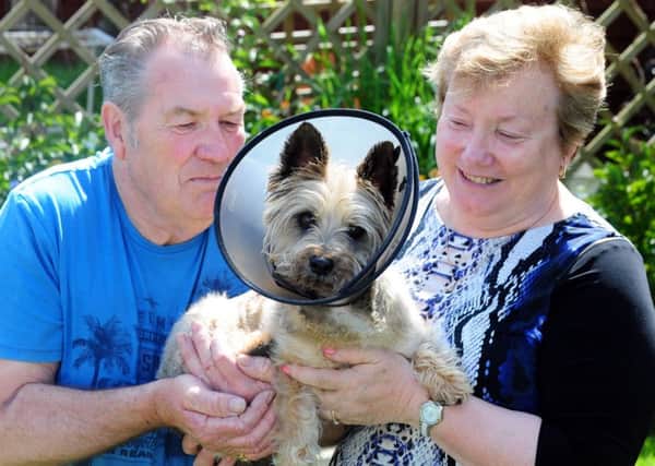 Dianne and Tony with Poppy on the mend after her attack