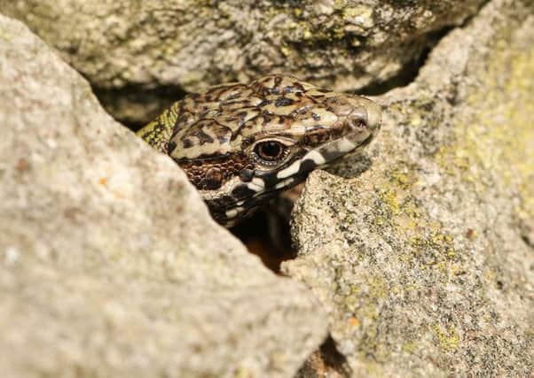 Foreign lizards threaten to wipe out native species. Photo: Shutterstock