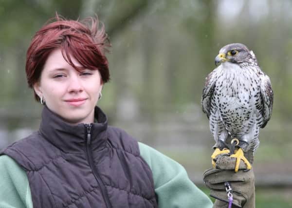 A Gyr falcon and handler at a previous Plumpton College Open Day. Photo by Derek Martin