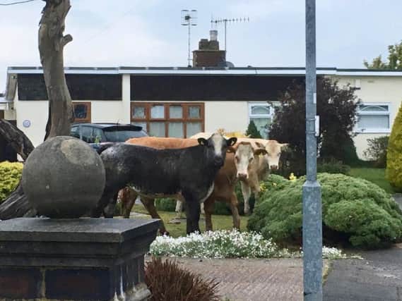 Cows found in a Pevensey neighbourhood. Photo by Craig Willson