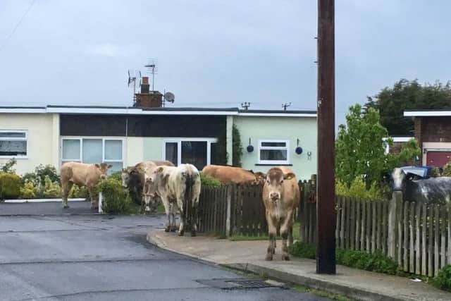 The herd of around 12 cows were spotted this morning in Pevensey Bay. Photo by Craig Willson
