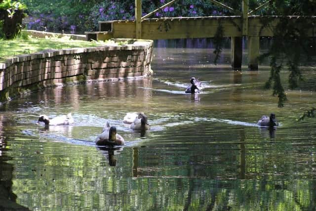 Ducks enjoy the pond