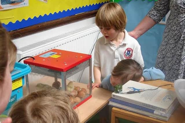 Learning about chicks and eggs