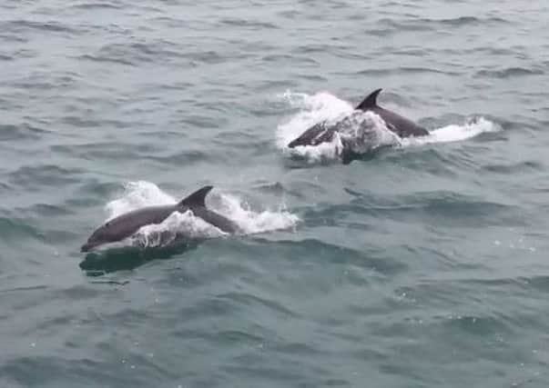Colin Roberts from Worthing spotted these dolphins off Chichester.