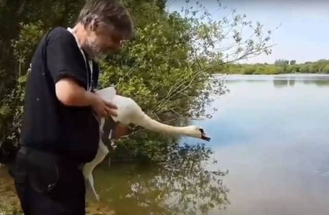 The swan is released at Shinewater Lake after treatment
