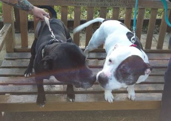 Maddie and Benji are two older Staffies that have always lived together