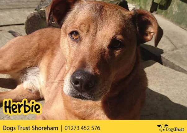 Herbie would ideally like a home near the rehoming centre so the potential adopters can take time to build a bond