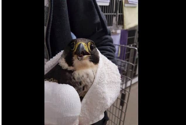 A protected peregrine falcon was found shot in Ninfield. SUS-170525-112605001