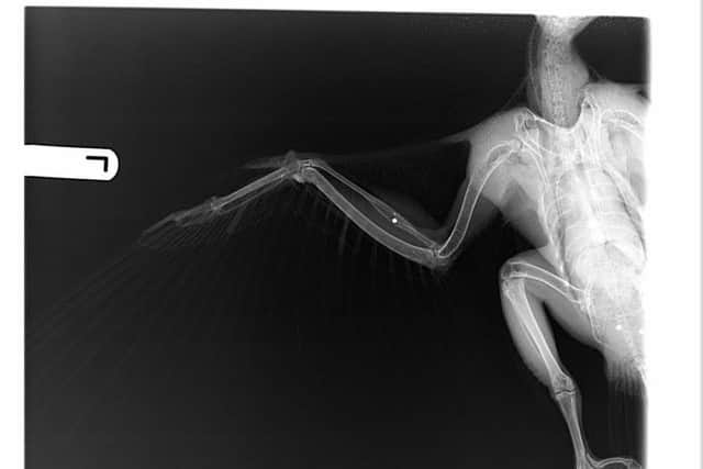 An x-ray shows shot gun pellets in the peregrine falcon's wing and stomach. SUS-170525-112721001