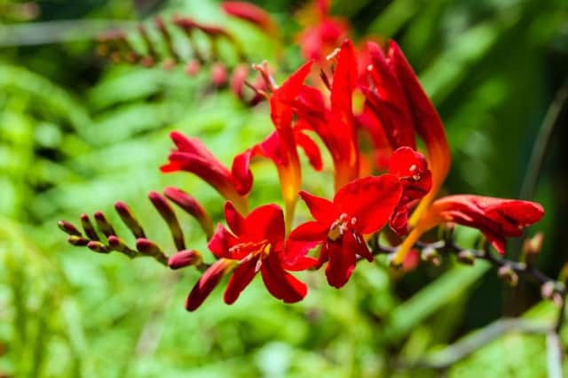 Bright red Crocosmia flower in bloom with buds SUS-170525-124211001