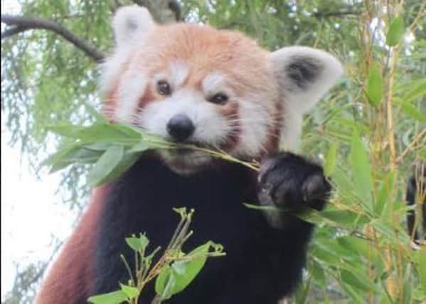 A red panda munching on bamboo at Drusillas Park