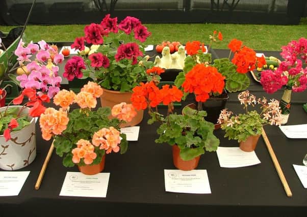 Stunning blooms at Crowhurst and District Horticultural Society's 2015 Summer Show SUS-161207-111936001